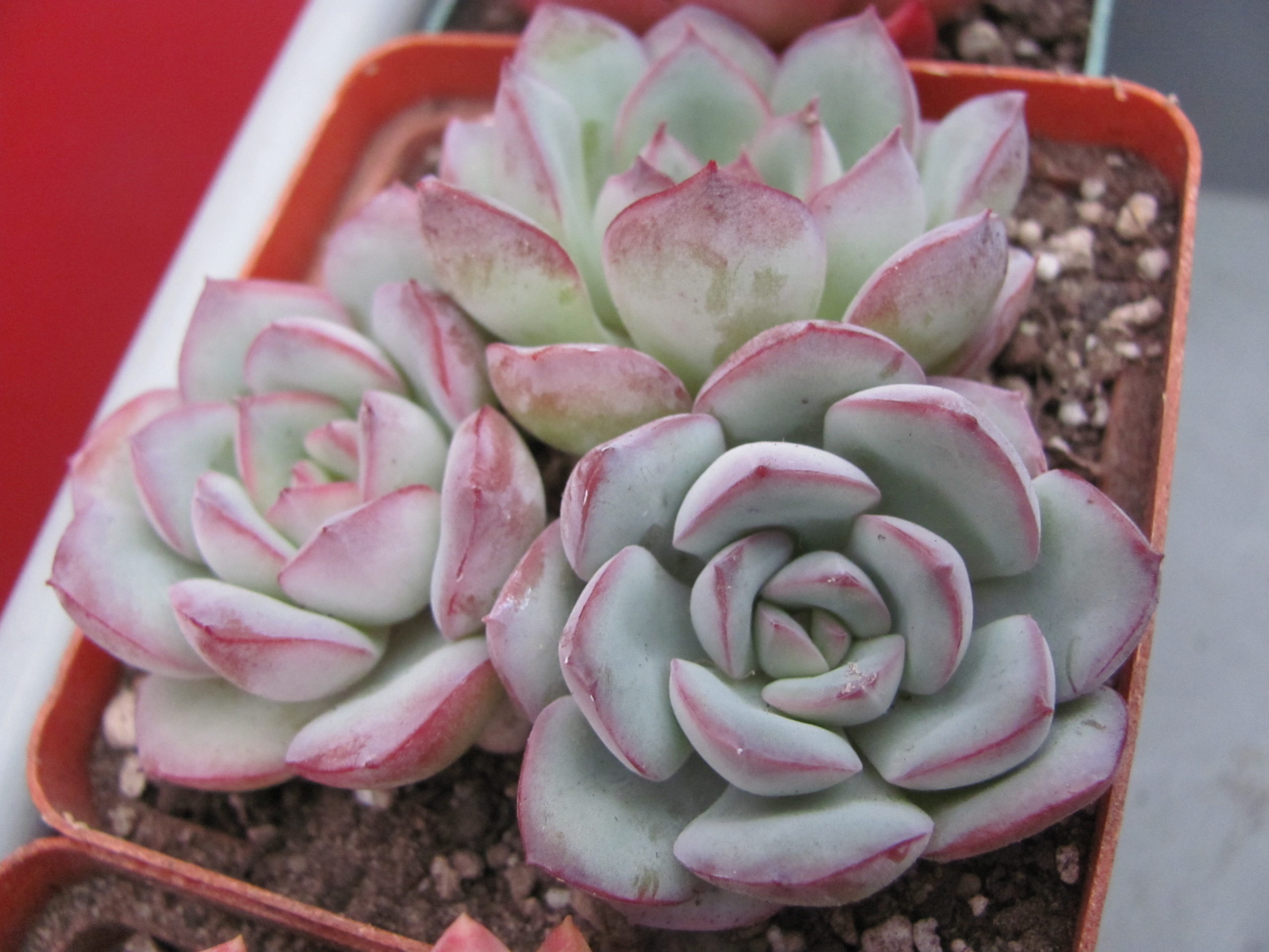 Echeveria  Hercules   3 разом