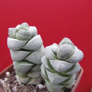 Crassula   deceptor