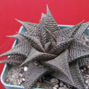 Haworthia   limifolia   *Nigra*
