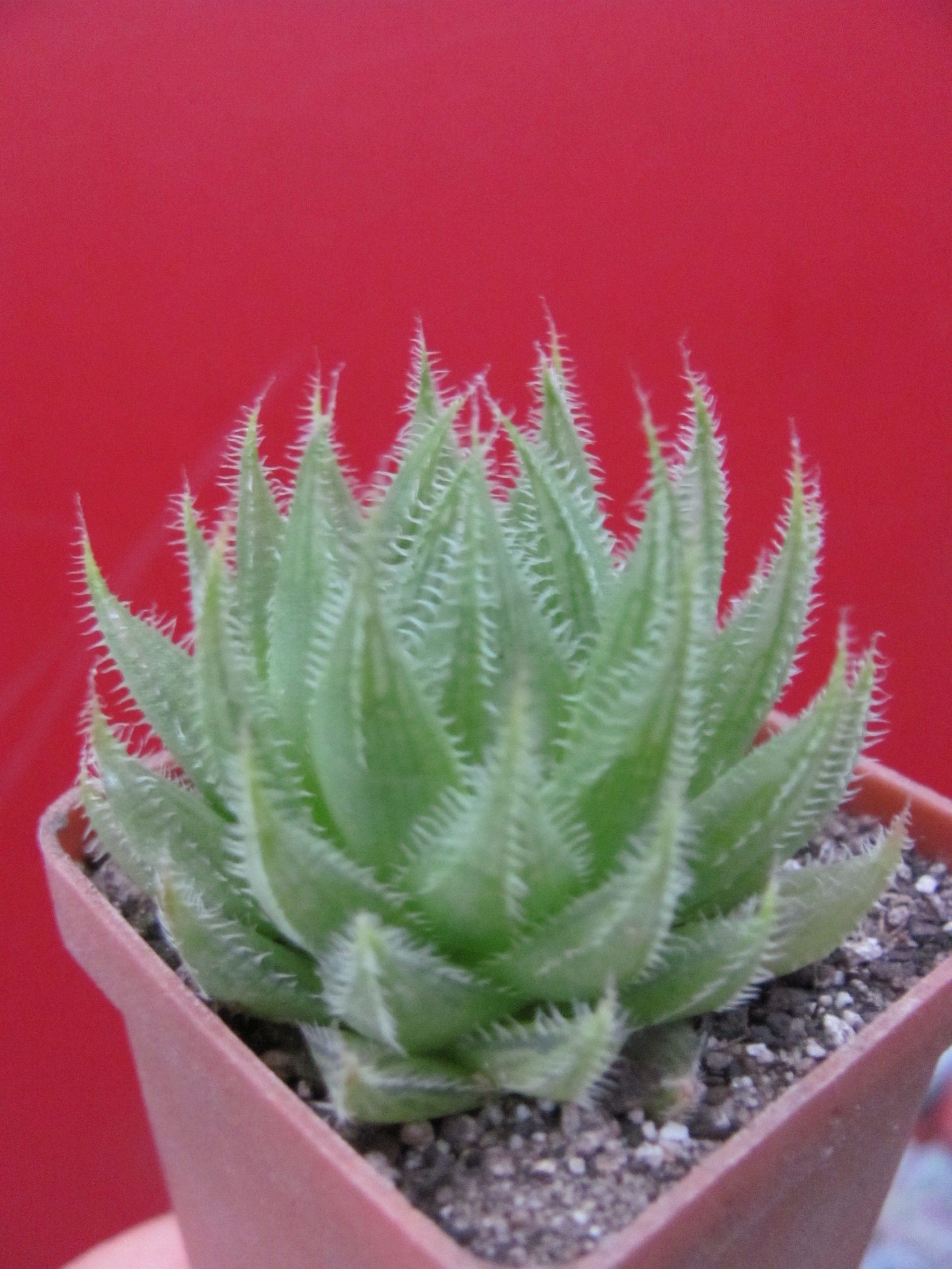 Haworthia  translucens    *Croom River*