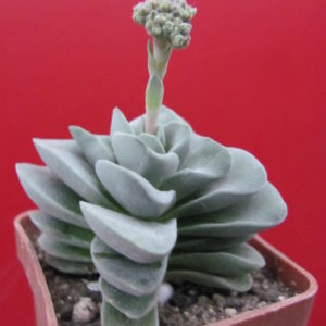 Crassula    coralita