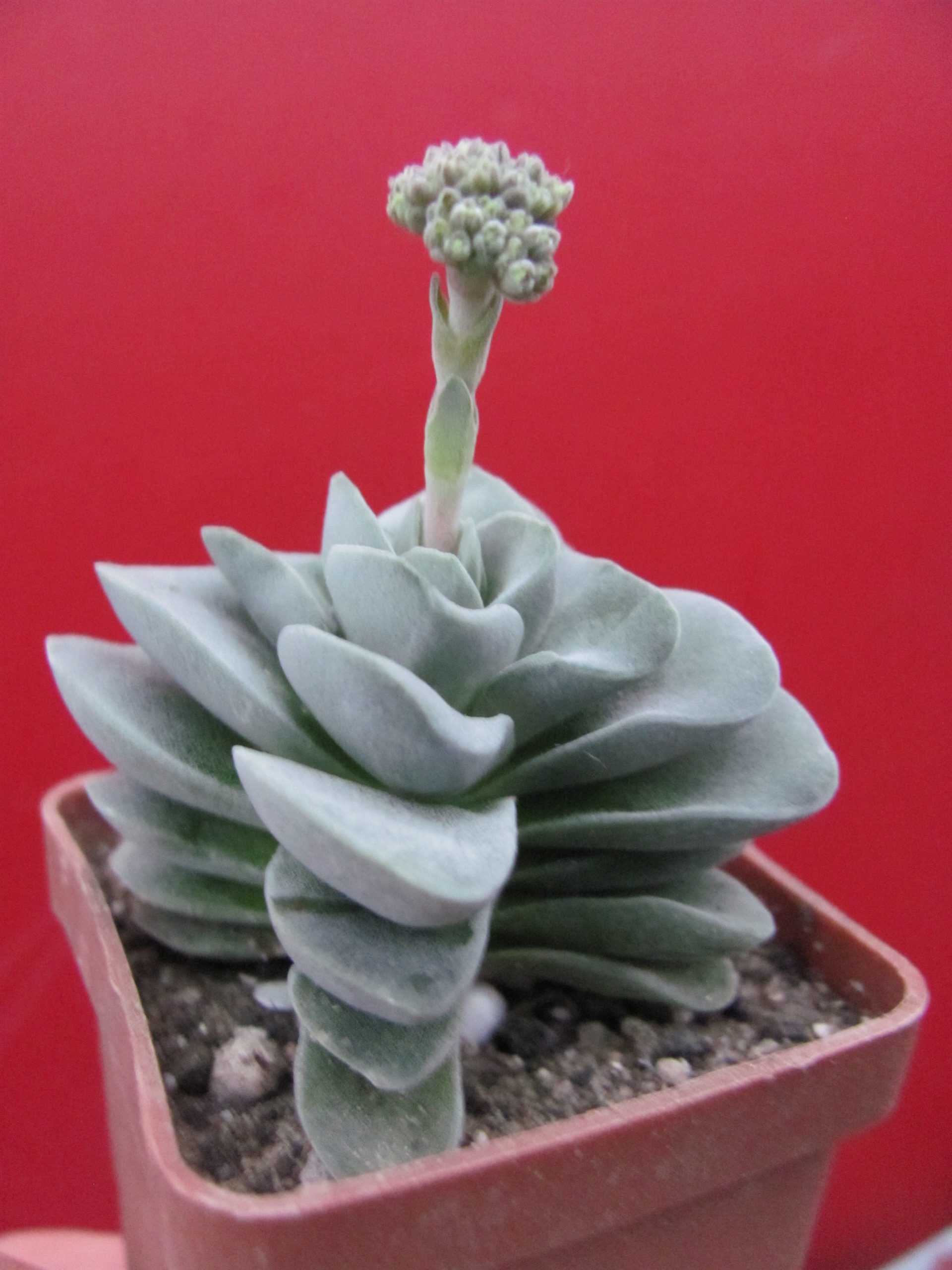 Crassula    coralita