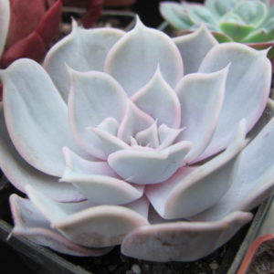 Echeveria Lilacina  Rosea