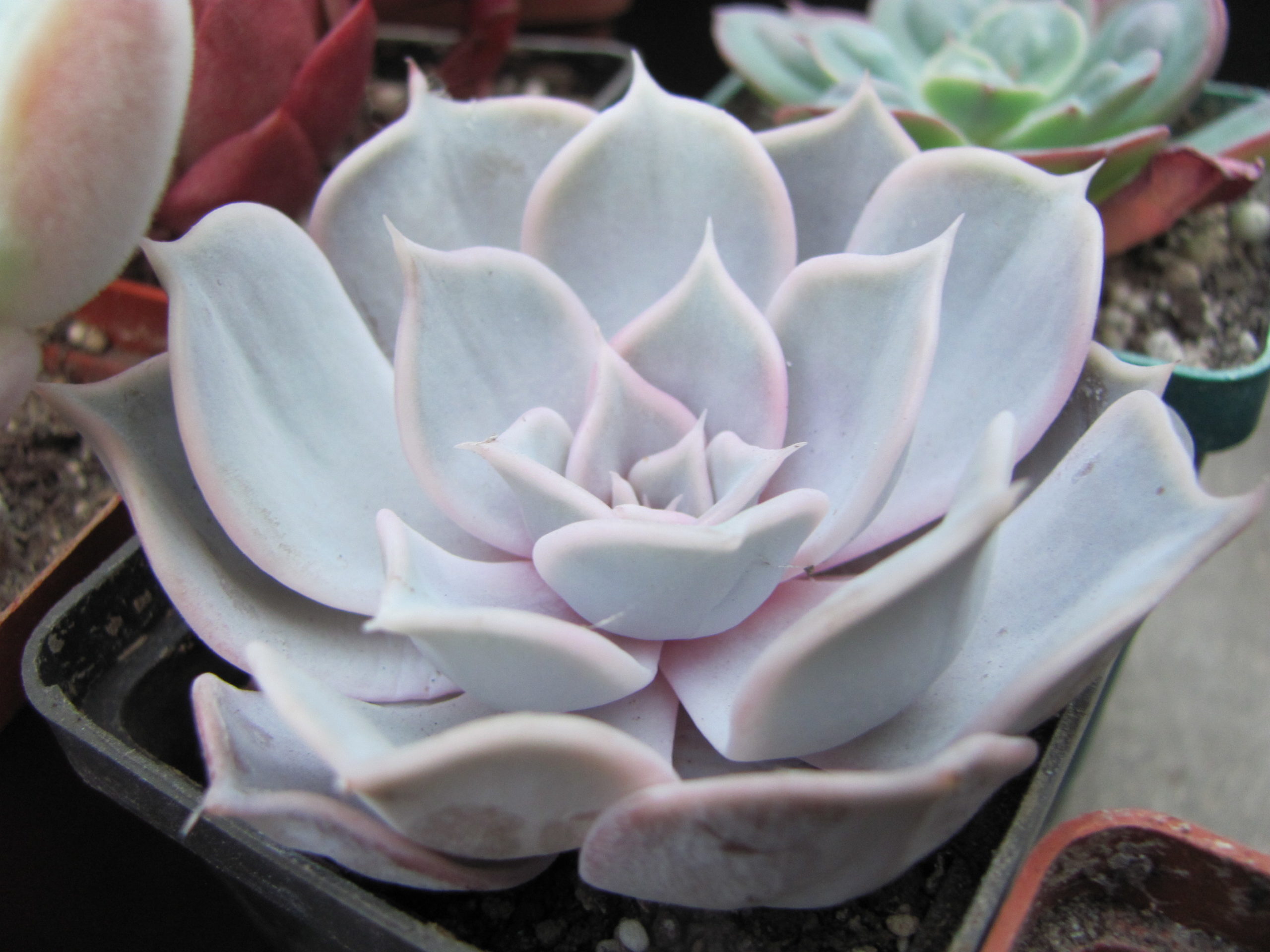 Echeveria Lilacina Rosea