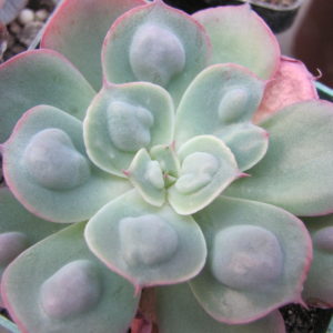 Echeveria Raindrops