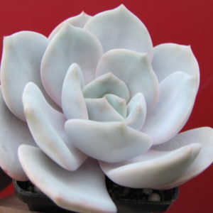 Echeveria  laui  hybr.