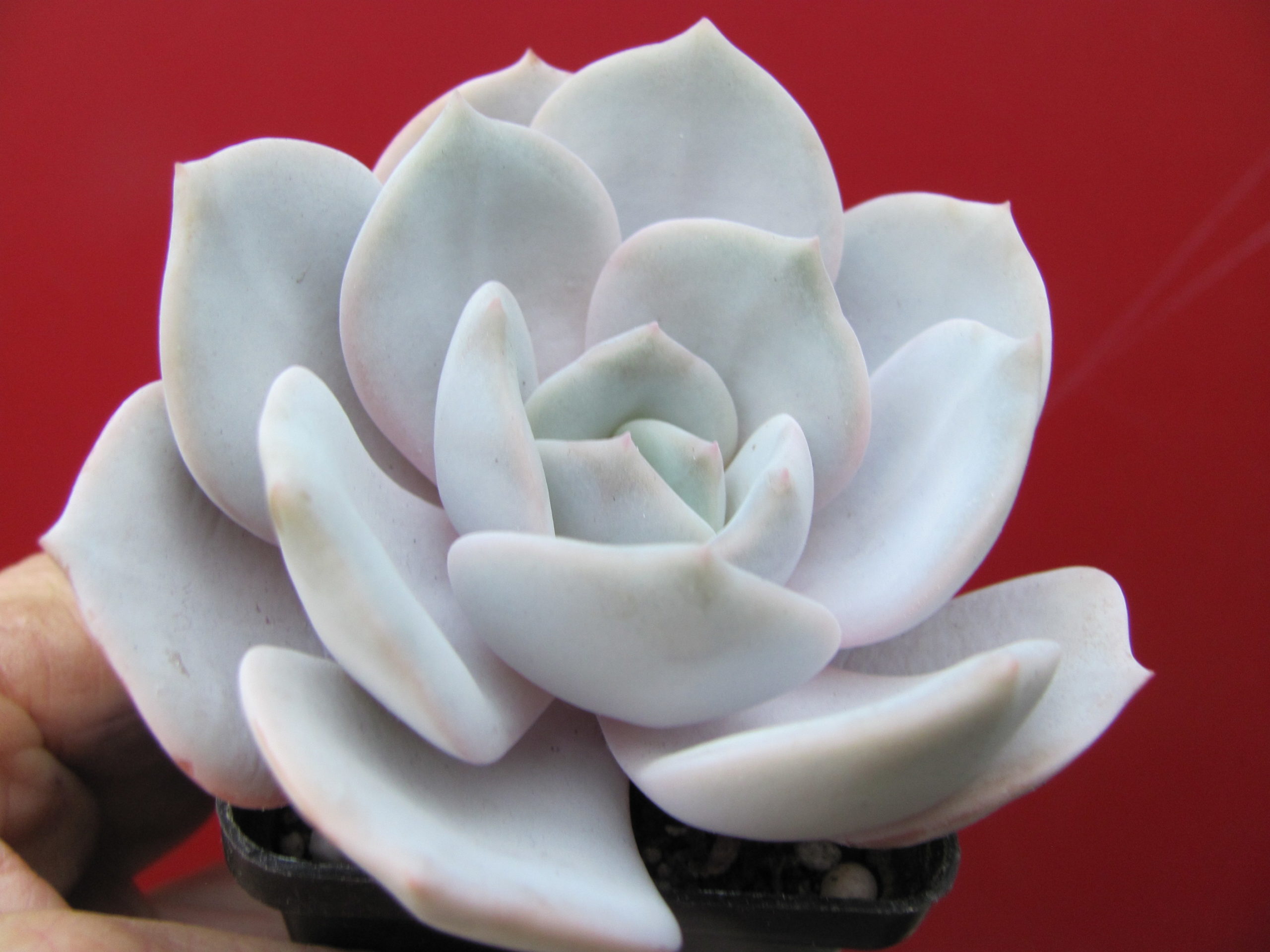Echeveria  laui  hybr.