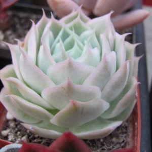 Echeveria  Laguna Sanchez  hybr.