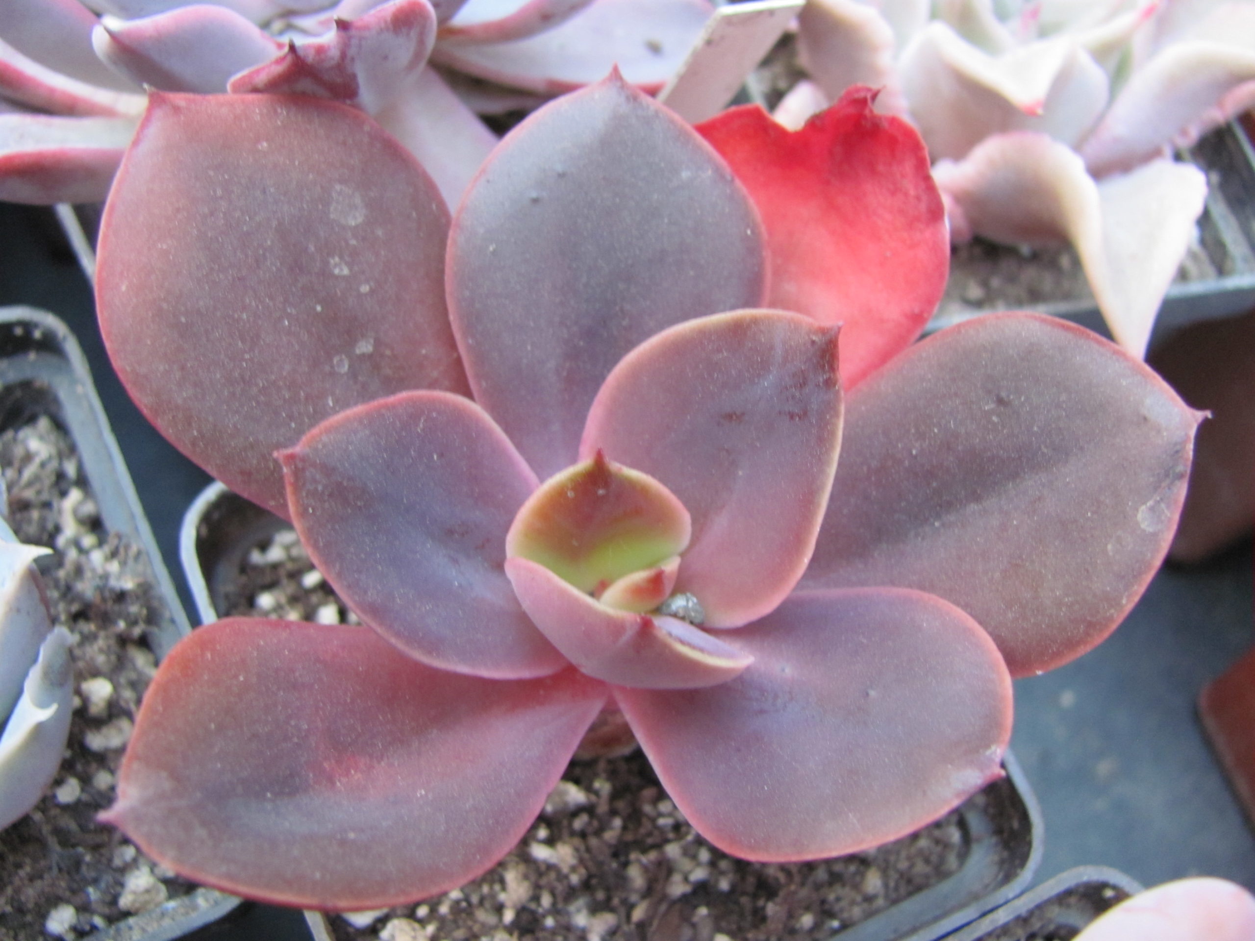 Echeveria Bimbo
