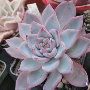 Echeveria  Black  Swan
