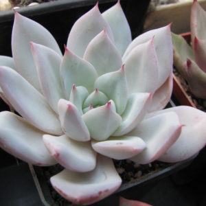 Echeveria Beatrice