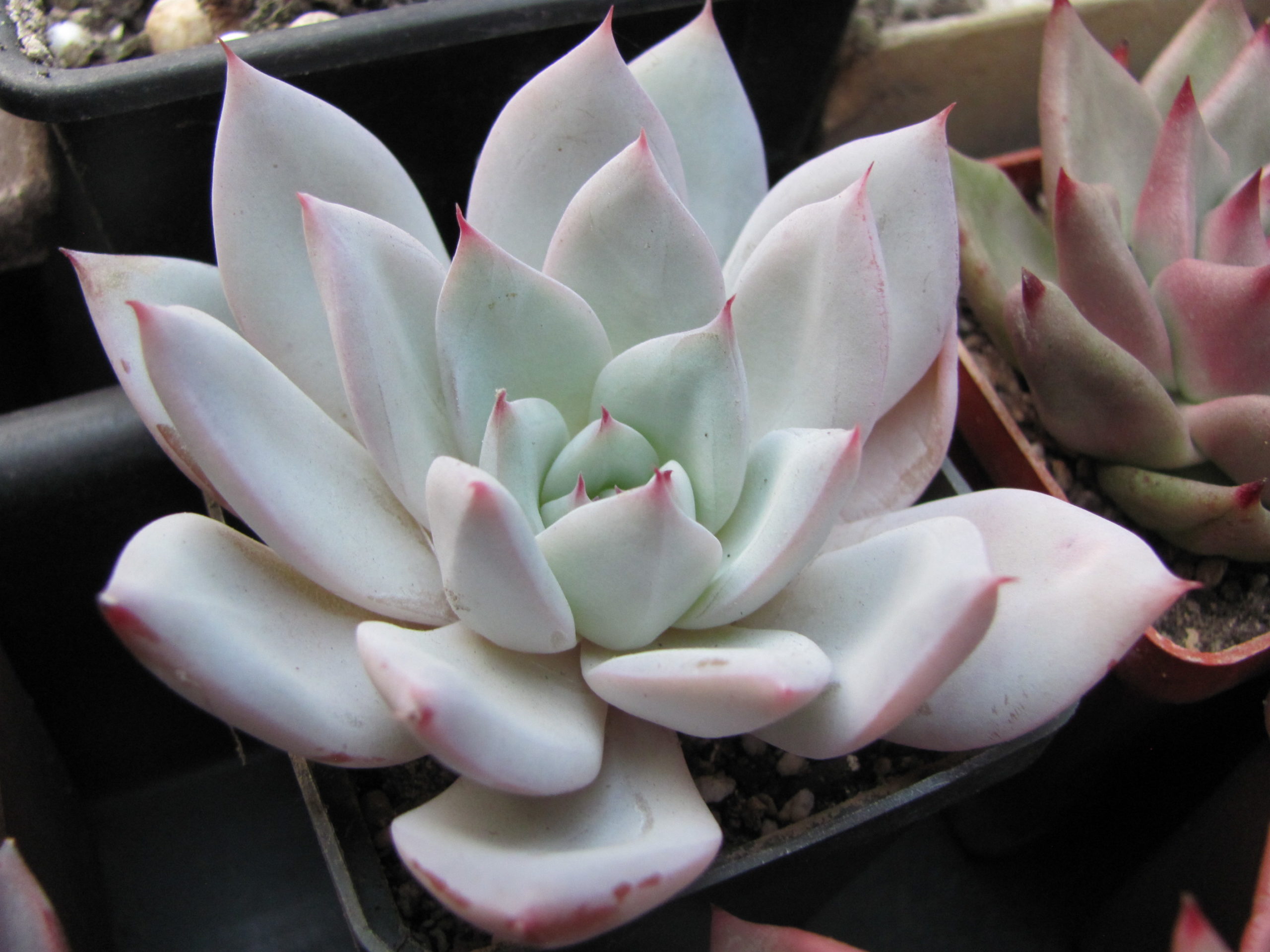 Echeveria Beatrice