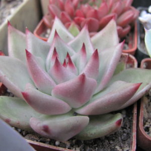 Echeveria   Romeo