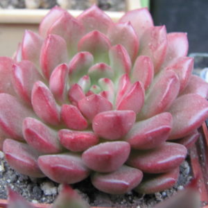 Echeveria   Baschful