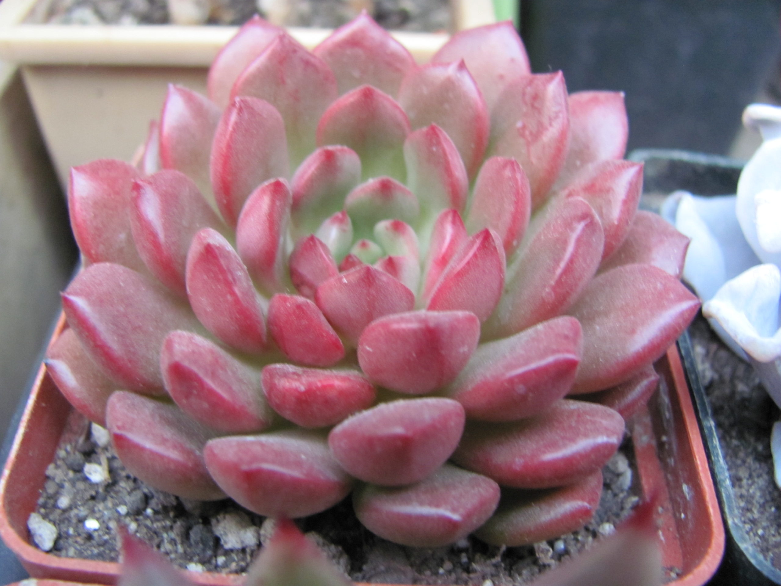 Echeveria Baschful