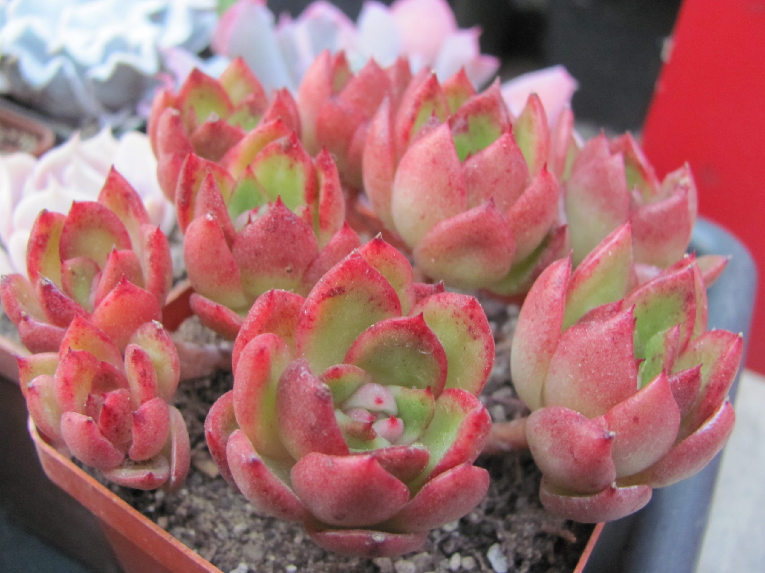Echeveria Gilva