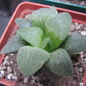 Haworthia  pygmaea