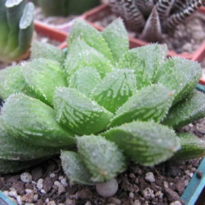 Haworthia   *El  Pollito*