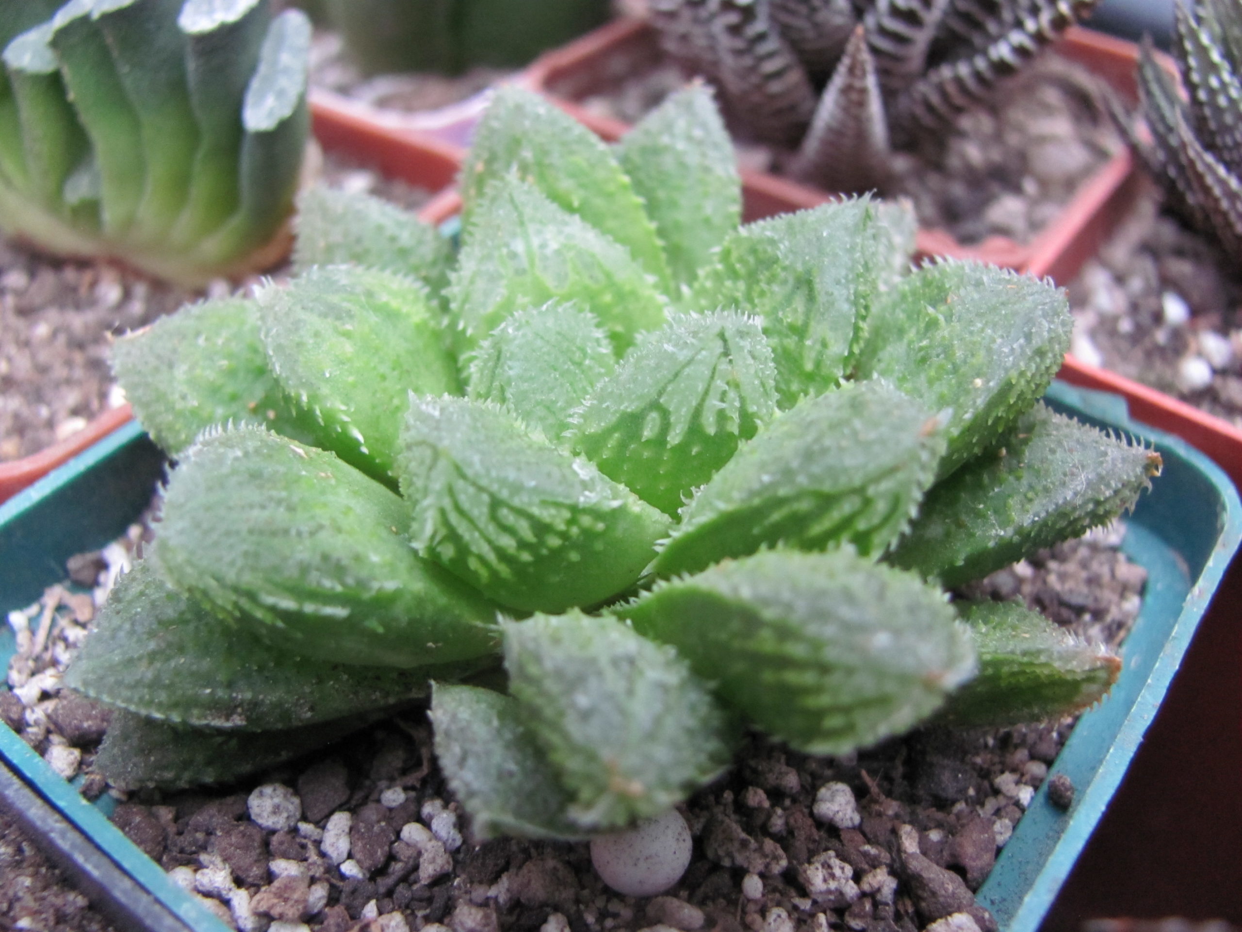 Haworthia   *El  Pollito*