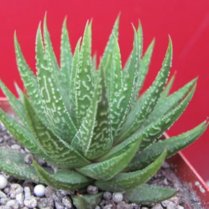 Haworthia limifolia   hybr.    Japan