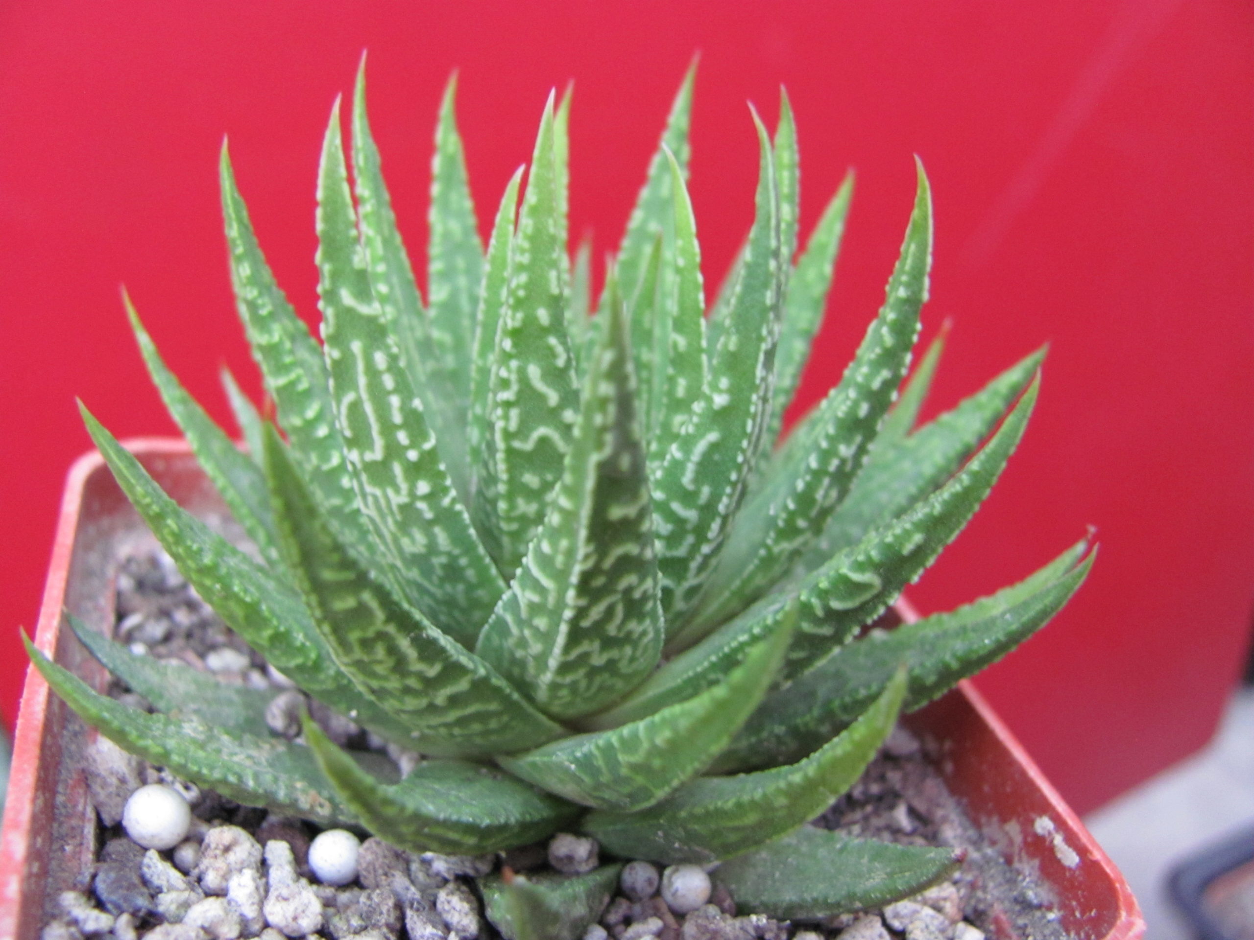 Haworthia limifolia   hybr.    Japan