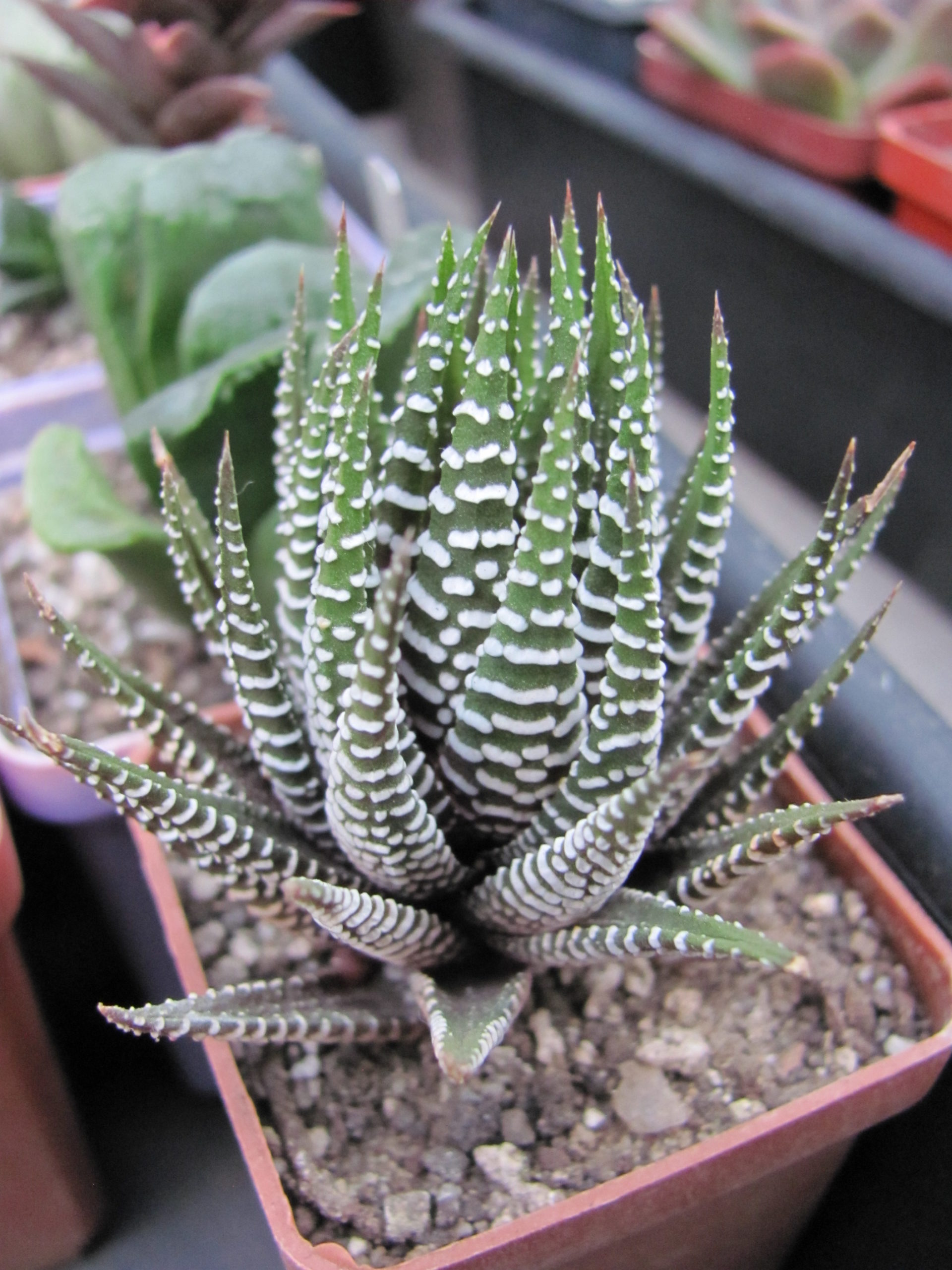 Haworthia   attenuata   *Alba*