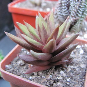 Haworthia   tortuosa   *Curta*