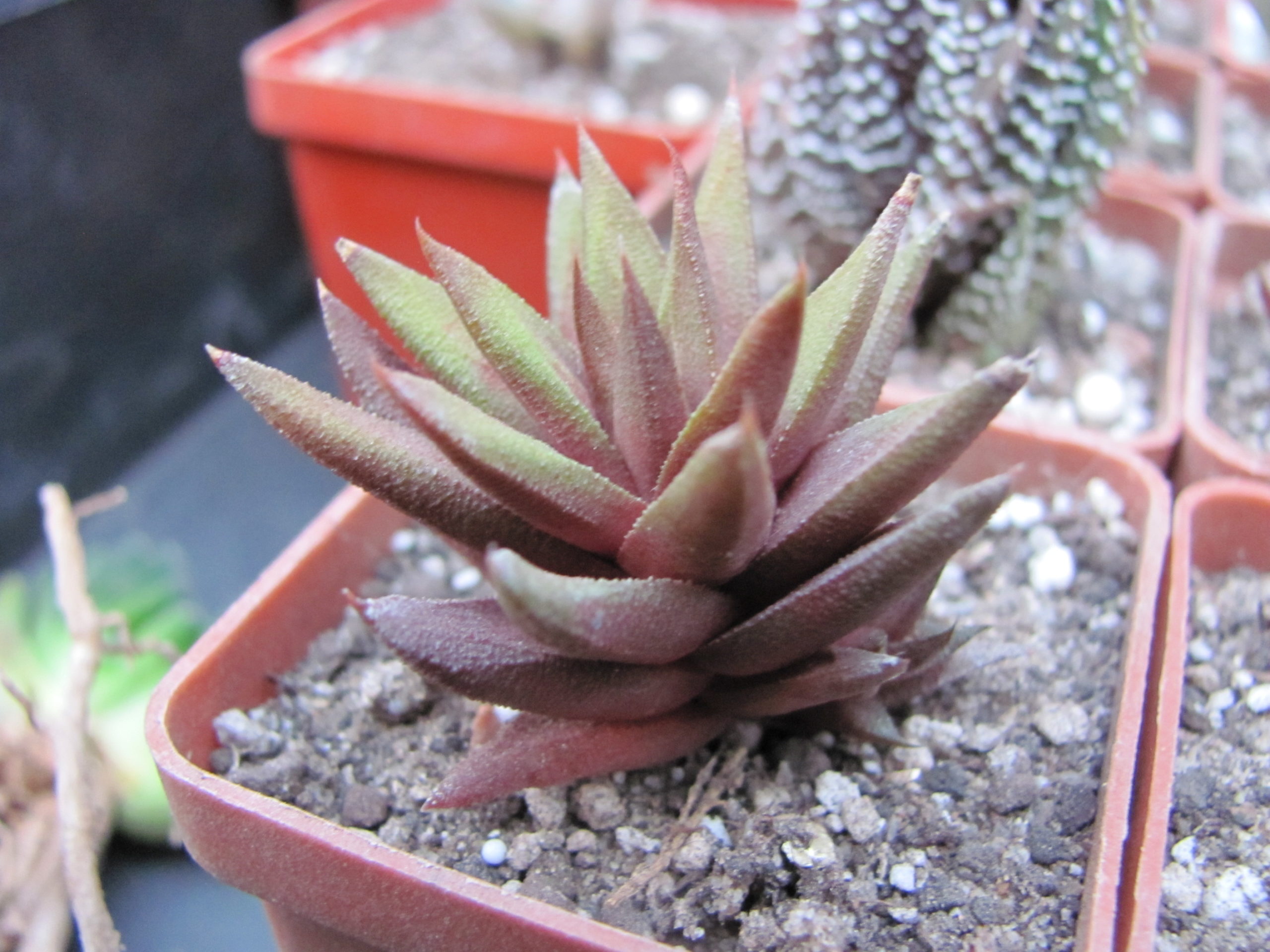 Haworthia   tortuosa   *Curta*
