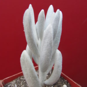 Senecio  haworthioides   F2