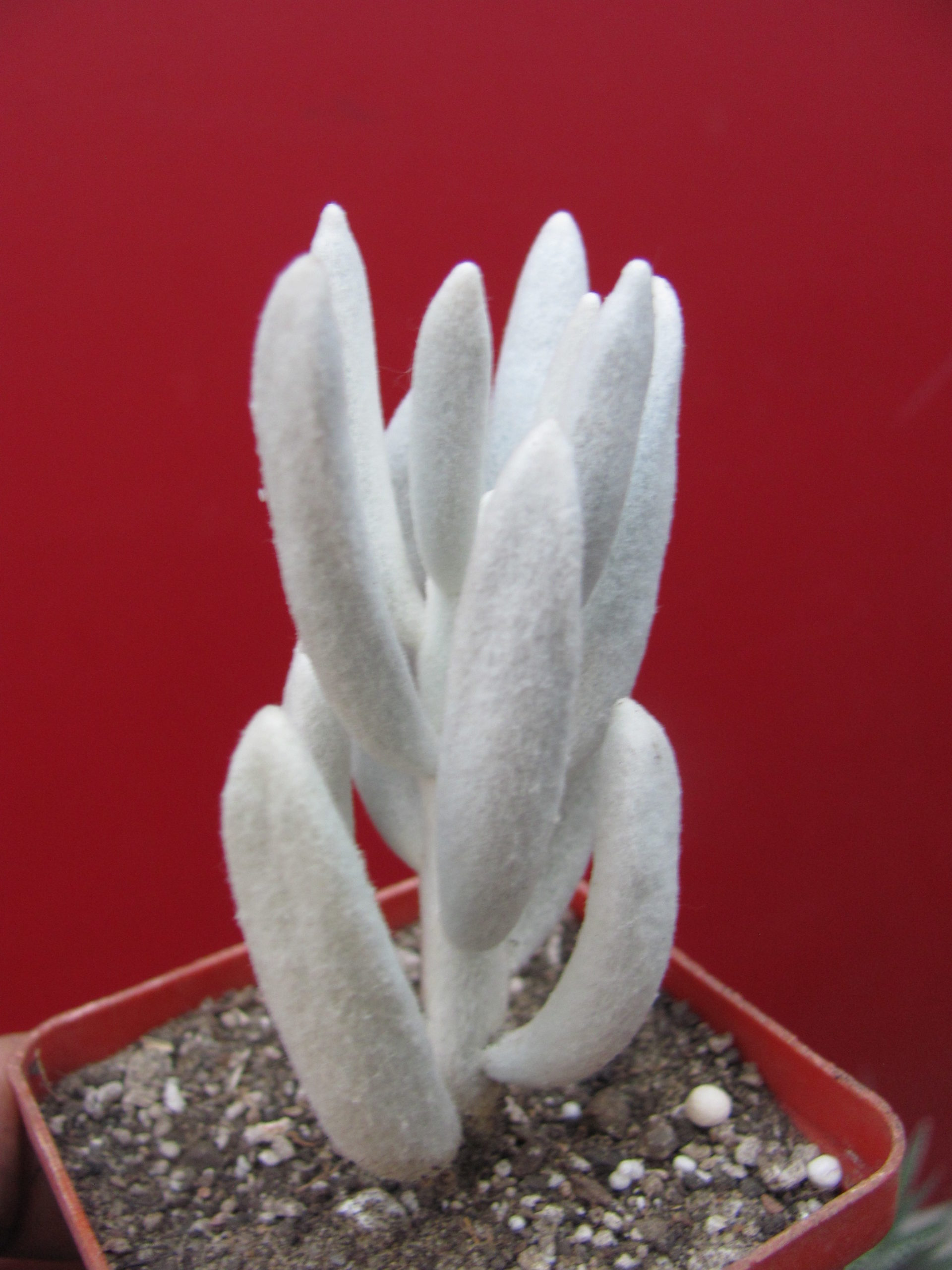 Senecio  haworthioides   F2