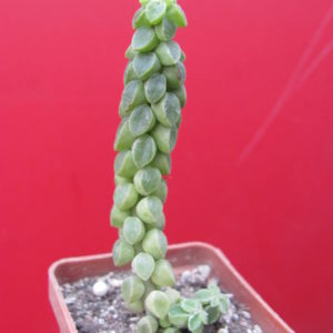 Peperomia  columella