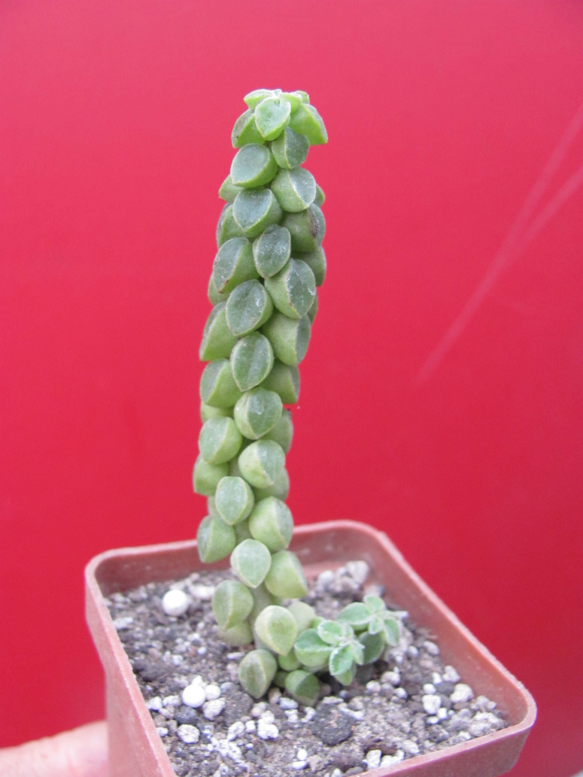 Peperomia  columella