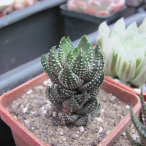 Haworthia  reinwardtii