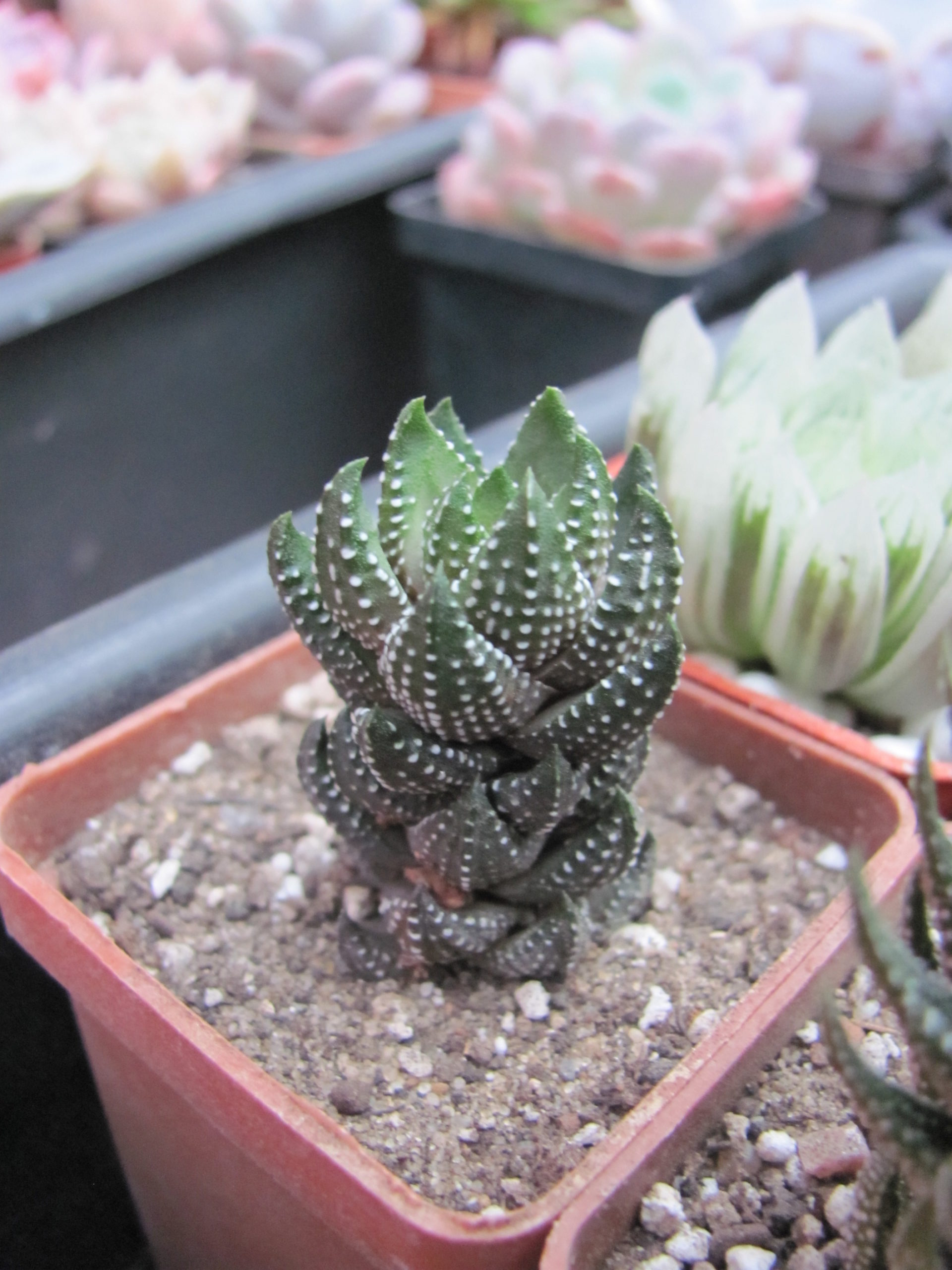 Haworthia  reinwardtii