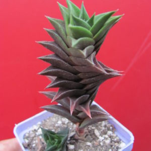 Haworthia viscosa   spirale