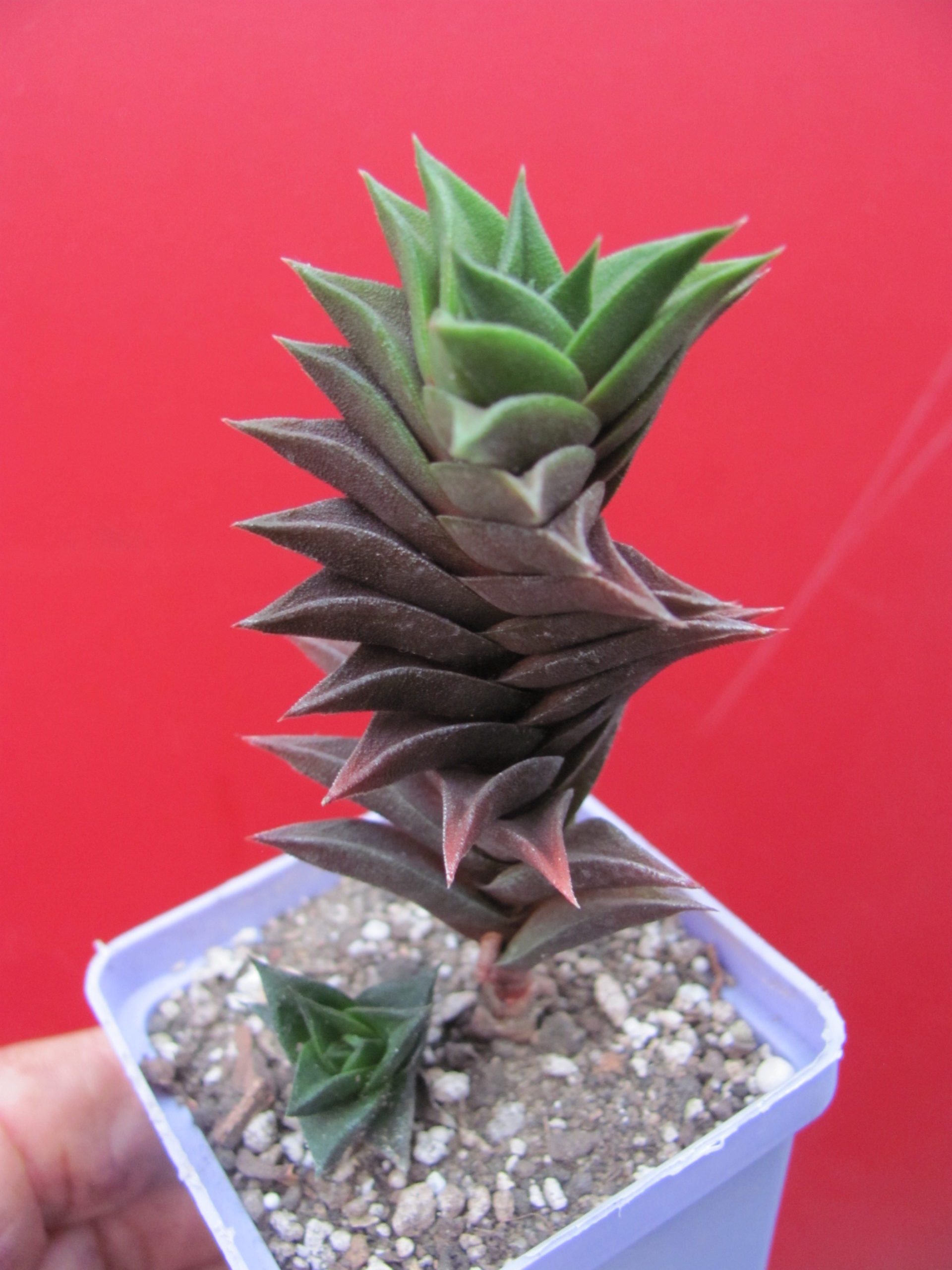 Haworthia viscosa   spirale