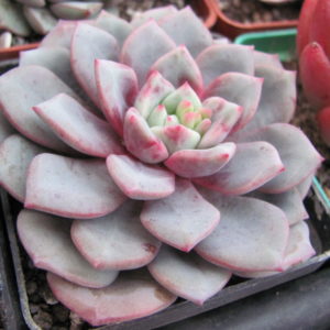 Echeveria  *Jelly Jem*  Red