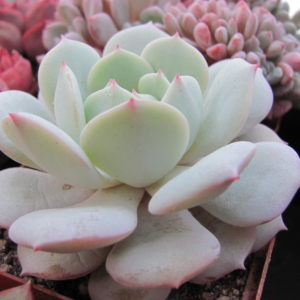 Echeveria  Lunas
