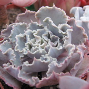 Echeveria   *Curly Pearl*