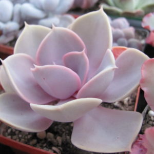 Echeveria   Perle von Nurnberg