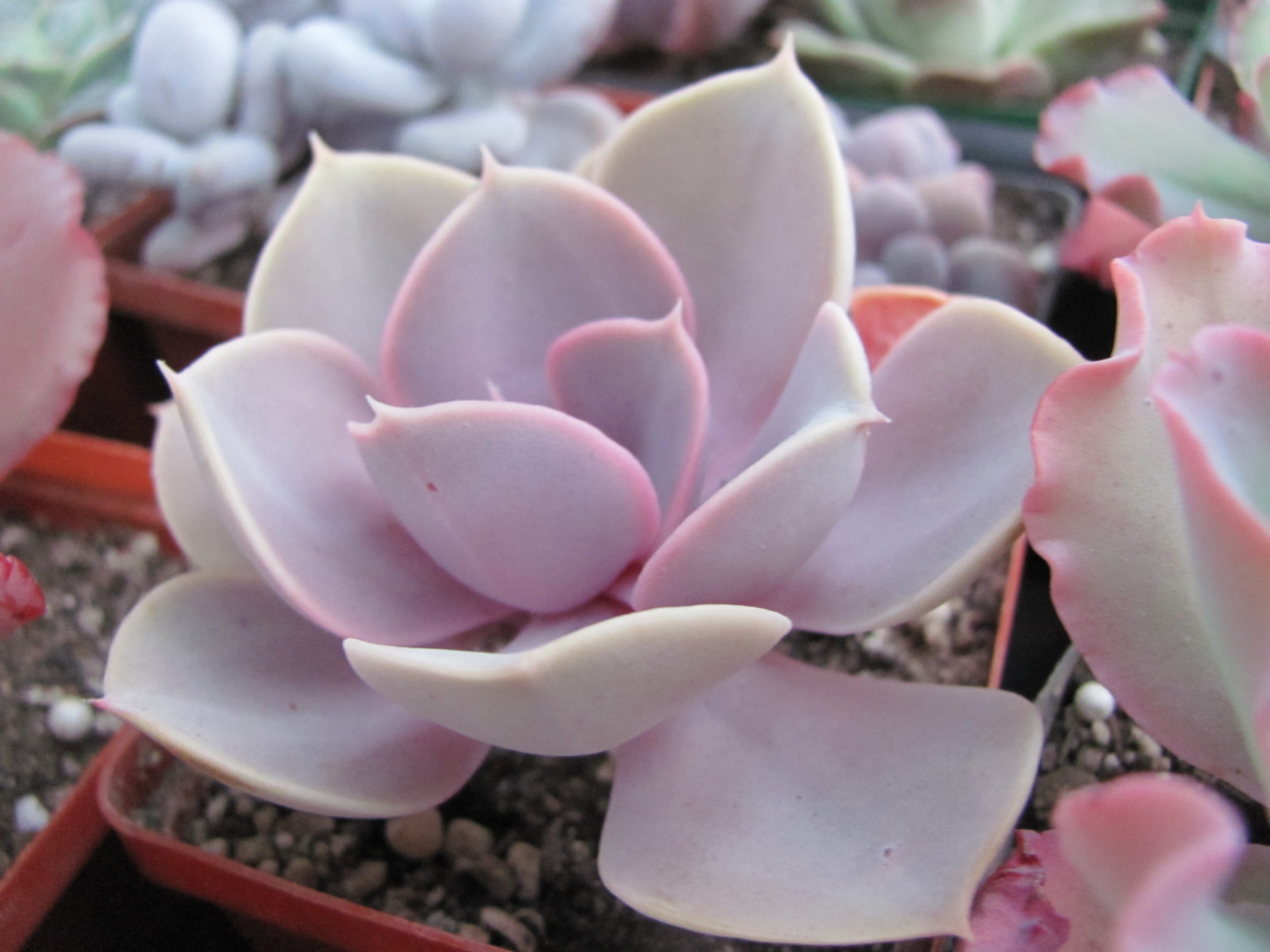 Echeveria Perle von Nurnberg