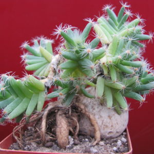 Trichodiadema densum
