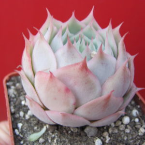 Echeveria   Laguna Sanchez  hybr.
