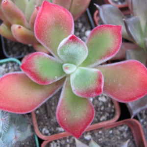Echeveria   pulvinata Ruby