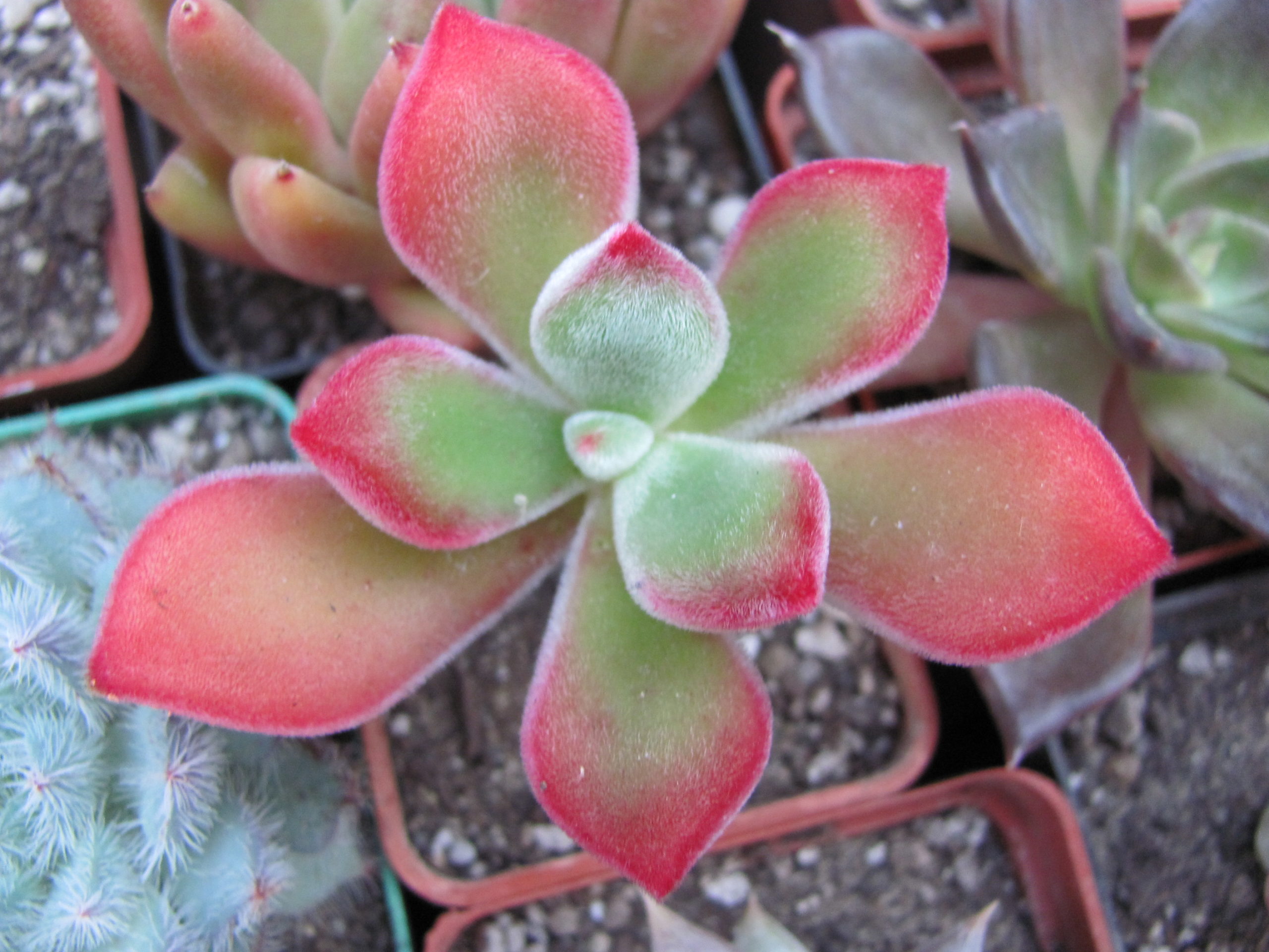 Echeveria   pulvinata Ruby