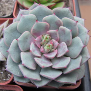 Echeveria *Panda Face*