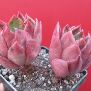 Echeveria Gilva