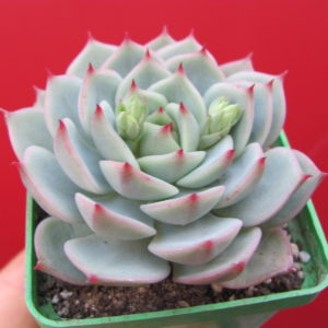 Echeveria chihuahuensis  Ruby Blush   hybr.
