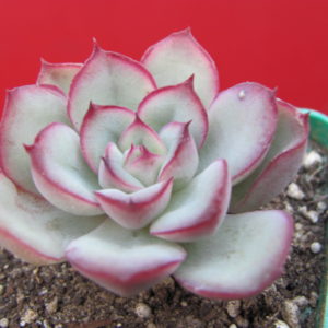 Echeveria pulidonis