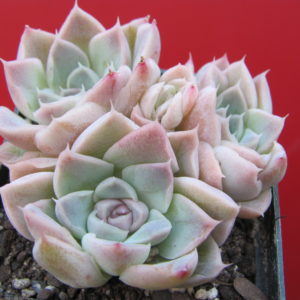 Echeveria